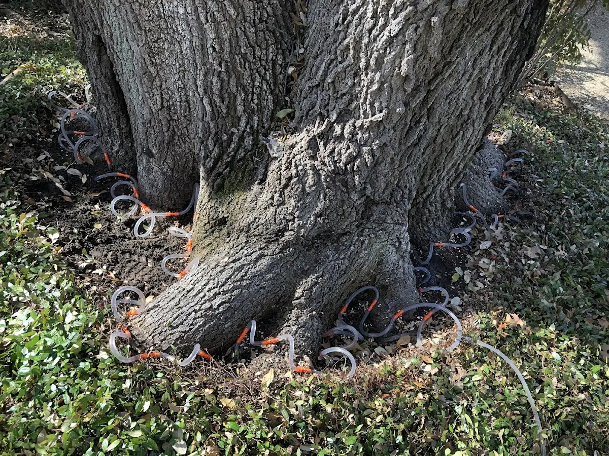 Detailed Tree Cabling and Bracing job site in Mifflinville