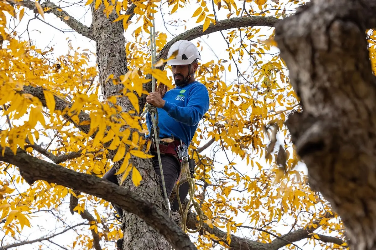 Skilled Tree Pruning crew working in Mifflinville
