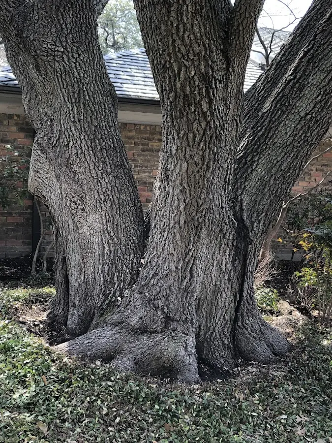 Mature heritage tree close to a Mifflinville property cared for by certified arborists
