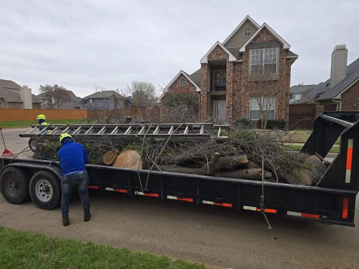 Expert Tree Removal with proper safety equipment in Mifflinville